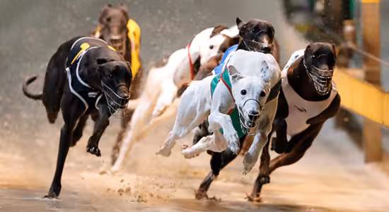 How to Bet on Dog Racing: A Beginner's Guide to Greyhound Betting